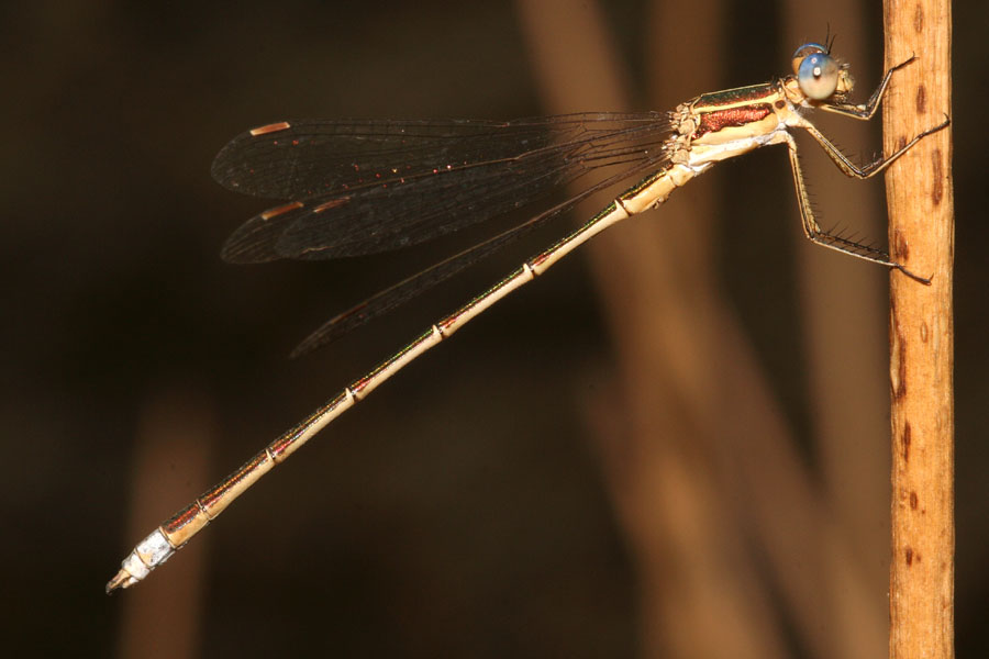 Lestes virens e Lestes barbarus....